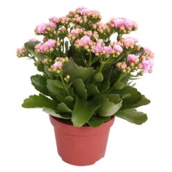 Kalanchoe 'Calandiva'®, Rosa-weiß, Topf-Ø 12 Cm, Höhe Ca. 27,5 Cm, 6er-Set -Der Grillgarten 0210350156 Kalanchoe Cal rosa weiss
