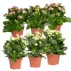 Kalanchoe 'Calandiva'®, Weiß & Rosa, Topf-Ø 12 Cm, Höhe Ca. 20-30 Cm, 6er-Set 2 Kalanchoe 'Calandiva'®, Weiß & Rosa, Topf-Ø 12 Cm, Höhe Ca. 20-30 Cm, 6er-Set -Der Grillgarten 0210350367 Kalanchoe weiss rosa 6er Set 3xweiss 3xrosa