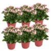 Kalanchoe 'Calandiva'®, Rosa-weiß, Topf-Ø 12 Cm, Höhe Ca. 27,5 Cm, 6er-Set -Der Grillgarten 0210350383 Kalanchoe cal rosa weiss 6er Set 6xrosa weiss