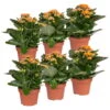 Kalanchoe 'Calandiva'®, Orange, Topf-Ø 12 Cm, Höhe Ca. 27,5 Cm, 6er-Set -Der Grillgarten 0210350385 Kalanchoe orange 6er Set 6xorange 1