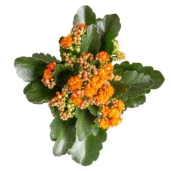 Neu eingetroffen -Der Grillgarten 0210350385 Kalanchoe orange 6er Set 6xorange 3