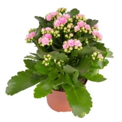Kalanchoe 'Calandiva'®, Weiß & Rosa, Topf-Ø 12 Cm, Höhe Ca. 20-30 Cm, 6er-Set -Der Grillgarten 0210350386 Kalanchoe rosa 6er Set 6xrosa 1