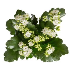 Neu eingetroffen -Der Grillgarten 0210350388 Kalanchoe weiss 6er Set 6xweiss 1