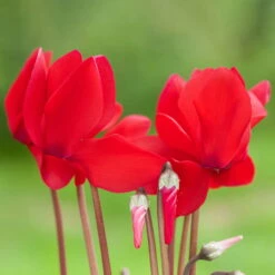 Der Grillgarten -Der Grillgarten 0210600493 Cyclamen rot 6er Set 2