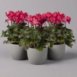 Der Grillgarten 23 Alpenveilchen, Rot, Gefranst, Topf-Ø 10,5 Cm, Höhe Ca. 23 Cm, 6er-Set