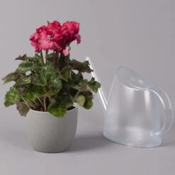 Alpenveilchen, Rot, Gefranst, Topf-Ø 10,5 Cm, Höhe Ca. 23 Cm, 6er-Set 11 Alpenveilchen, Rot, Gefranst, Topf-Ø 10,5 Cm, Höhe Ca. 23 Cm, 6er-Set -Der Grillgarten 0210600496 Cyclamen Merengue rot 10cm 3er Set 2 115541