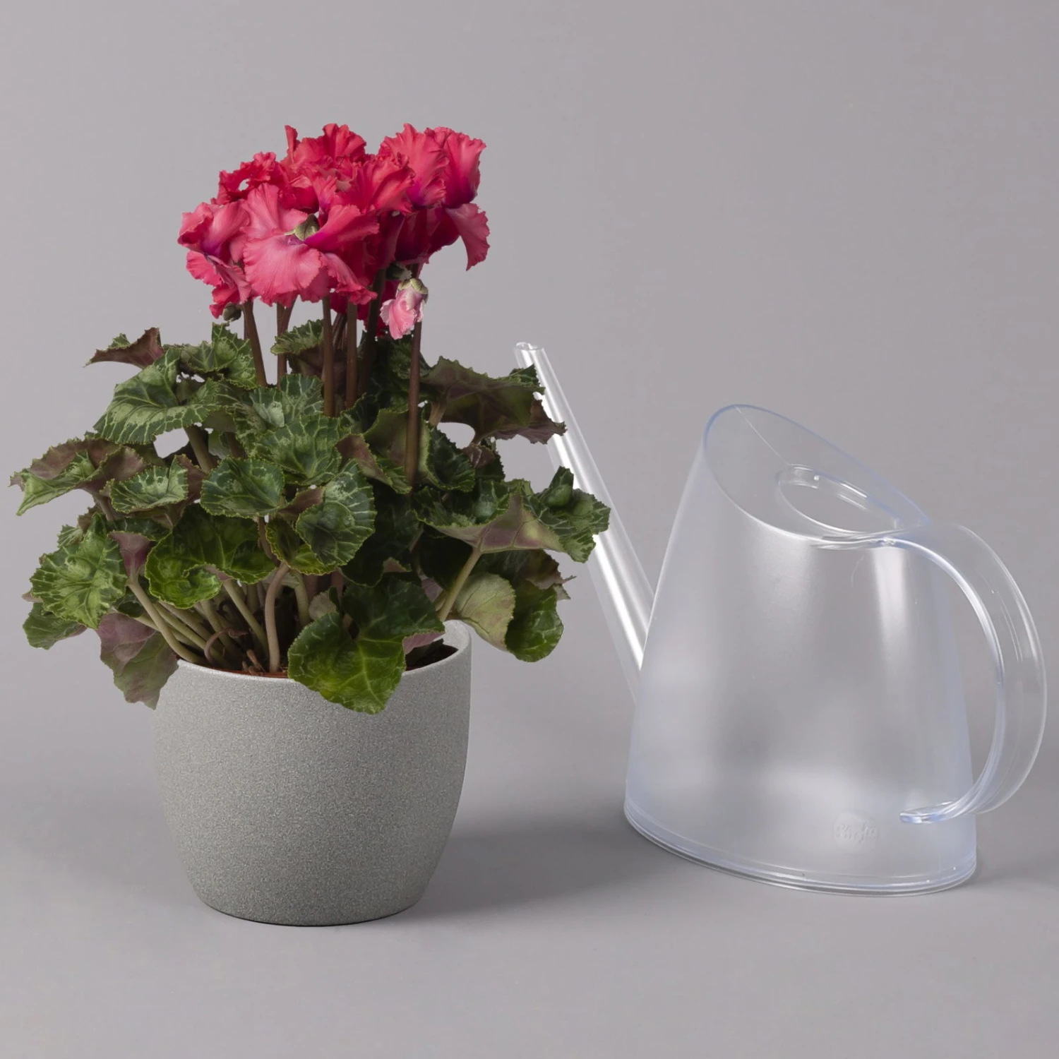 Alpenveilchen, Rot, Gefranst, Topf-Ø 10,5 Cm, Höhe Ca. 23 Cm, 6er-Set 6 Alpenveilchen, Rot, Gefranst, Topf-Ø 10,5 Cm, Höhe Ca. 23 Cm, 6er-Set – Bild 4