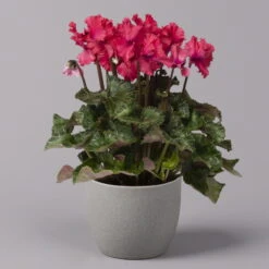 Der Grillgarten -Der Grillgarten 0210600496 Cyclamen Merengue rot 10cm 3er Set 3 115539