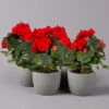 Elatior-Begonie, Topf-Ø 14 Cm, Rot, Höhe Ca. 20-27 Cm, 4er-Set -Der Grillgarten 0210900297 Begonia Elatior rot 12