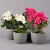 Elatior-Begonie, Topf-Ø 14 Cm, Rosa & Weiß, Höhe Ca. 20-27 Cm, 4er-Set -Der Grillgarten 0210900300 Begonia Elatior weiss rosa2