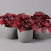 Blattbegonie 'Inca Flame', Topf-Ø 12 Cm, Höhe Ca. 25 Cm, 3er-Set -Der Grillgarten 0210900313 Blattbegonie Inca Flame 3er Set neu 1