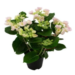 Hortensie Hovaria® 'Hobella', Rosa, Topf-Ø 14 Cm, Höhe Ca. 35 Cm -Der Grillgarten 0211200054 Hydrangea Hovaria Hobella Rosa 1