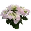 Hortensie Hovaria® 'Hobella', Rosa, Topf-Ø 14 Cm, Höhe Ca. 35 Cm -Der Grillgarten 0211200054 Hydrangea Hovaria Hobella Rosa 2