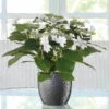 Hortensie Hovaria® 'Feuerwerk', Weiß, Topf-Ø 14 Cm, Höhe Ca. 35 Cm -Der Grillgarten 0211200112 Hydrangea Hovaria Feuerwerk 14cm T H 35cm weiss