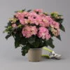 Hortensie 'Double Dutch', Rosa, Topf-Ø 14 Cm, Höhe Ca. 40 Cm -Der Grillgarten 0211200155 Hydrangea Double Dutch rosa t 124861