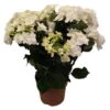 Hortensie 'Double Dutch', Weiß, Topf-Ø 14 Cm, Höhe Ca. 40 Cm -Der Grillgarten 0211200165 Hydrangea Double Dutch weiss