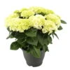 Hortensie, Busch, Weiß, Topf-Ø 23 Cm, Höhe Ca. 50 Cm -Der Grillgarten 0211300091 Hydrangea macr Ballen weiss KB 1