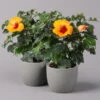 Hibiskus, HibisQs Graff® 'Petit Orange', Topf-Ø 13 Cm, Höhe Ca. 35 Cm, 2er-Set -Der Grillgarten 0213100211 Hibiscus Petit Orange 2er Set 1