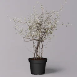 Zickzackstrauch, Topf-Ø 11 Cm, Höhe Ca. 20 Cm, 3er-Set -Der Grillgarten 0220108516 Corokia cotoneaster 2 119863