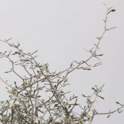 Zickzackstrauch, Topf-Ø 11 Cm, Höhe Ca. 20 Cm, 3er-Set -Der Grillgarten 0220108516 Corokia cotoneaster 1 117166