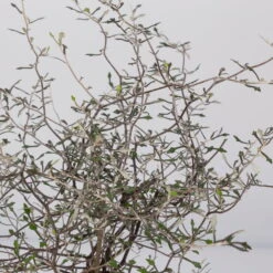 Zickzackstrauch, Topf-Ø 11 Cm, Höhe Ca. 20 Cm, 3er-Set -Der Grillgarten 0220108516 Corokia cotoneaster 8 117167