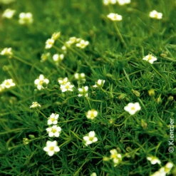 Sternmoos Mit Eulenstecker, Topf-Ø 6 Cm, 12er-Set -Der Grillgarten 0310106444 Sagina subulata Irish Moos KB FF 12 cm Topf 51333