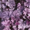 Purpurglöckchen 'Sugar Plum' Violett, Topf-Ø 12 Cm, 3er-Set -Der Grillgarten 0310150155 KB Heuchera Sugar Plum 12er Topf silber violett 34528