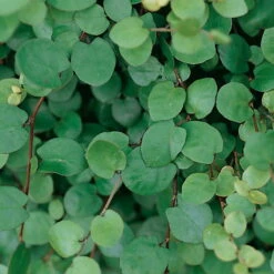 Calocephalus & Mühlenbeckie, Topf-Ø 23 Cm -Der Grillgarten 0319100426 Muehlenbeckia complexa 3er Set 1 85225