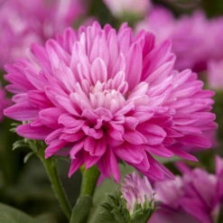 Aster Novi-belgii, Rosa Gefüllt, Topf-Ø 12 Cm, 3er-Set
