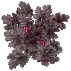 Purpurglöckchen 'Timeless Night', Schwarzviolett, Topf-Ø 12 Cm, 3er-Set -Der Grillgarten 0319100531 Heuchera Timeless Night 12cm Blatt schwarzviolett 2 114780