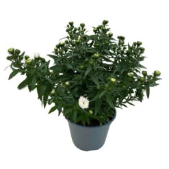 Aster Novi-belgii, Weiss Gefüllt, Topf-Ø 12 Cm, 6er-Set 12 Aster Novi-belgii, Weiss Gefüllt, Topf-Ø 12 Cm, 6er-Set -Der Grillgarten 0319200001 Aster novi belgii T12 weiss gefuellt 3er Set WS 4 95807