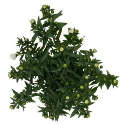 Aster Novi-belgii, Weiss Gefüllt, Topf-Ø 12 Cm, 6er-Set 13 Aster Novi-belgii, Weiss Gefüllt, Topf-Ø 12 Cm, 6er-Set -Der Grillgarten 0319200001 Aster novi belgii T12 weiss gefuellt 3er Set WS 5 95808