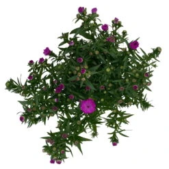 Aster Novi-belgii, Rosa Gefüllt, Topf-Ø 12 Cm, 3er-Set -Der Grillgarten 0319200002 Aster novi belgii T12 rosa gefuellt 3er Set WS 4 95811