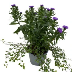 Aster & Mühlenbeckia, 3er-Set, Blau Gefüllt, Topf 12/13 Cm Ø -Der Grillgarten 0319200010 Aster novi belgii Muehlenbeckia blau 3er Set WS 3 95828