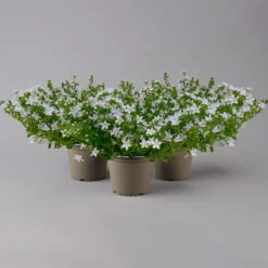 Polster-Glockenblume 'Adansa® White' Weiß, Topf-Ø 15 Cm, 3er-Set