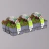 Hauswurz, Im Mix, Topf 7x7 Cm, 3x 6er-Set -Der Grillgarten 0319200076 Koelle Sempervivum 3x 6er Set 111629