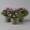 Glockenblume 'Ambella® Pink' Rosa, Topf-Ø 15 Cm, 3er-Set -Der Grillgarten 0319200163 campanula ambella pink 2 124072