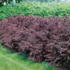 Rote Heckenberberitze, 2er-Set, Höhe 60-80 Cm Topf Je 7,5 Liter -Der Grillgarten 0410111302 Berberis thunbergii Atropurpurea 60 80 Co 7 5 lt 46854