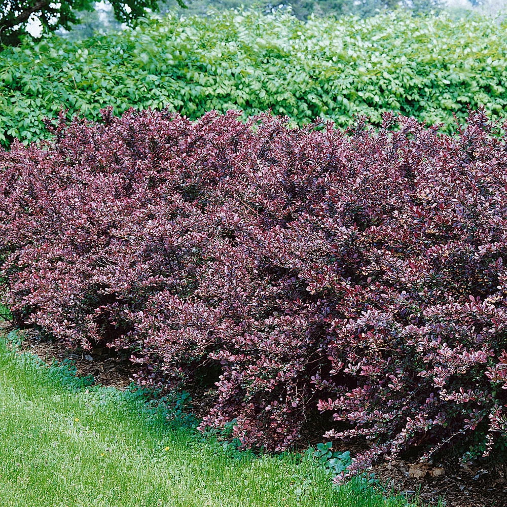 Rote Heckenberberitze, 2er-Set, Höhe 60-80 Cm Topf Je 7,5 Liter