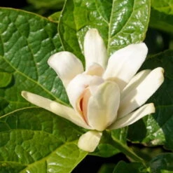 Gewürzstrauch-Set Rot-Weiß, 2er-Set, Höhe 60-80 Cm, Topf 7,5 Liter -Der Grillgarten 0410112620 Calycanthus Venus Detail Bluete 2 z 119693