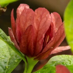 Gewürzstrauch-Set Rot-Weiß, 2er-Set, Höhe 60-80 Cm, Topf 7,5 Liter -Der Grillgarten 0410112620 Calycanthus raulst Hartlage Wine Detail Bluete 3 z 119695