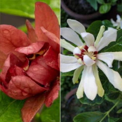 Gewürzstrauch-Set Rot-Weiß, 2er-Set, Höhe 60-80 Cm, Topf 7,5 Liter