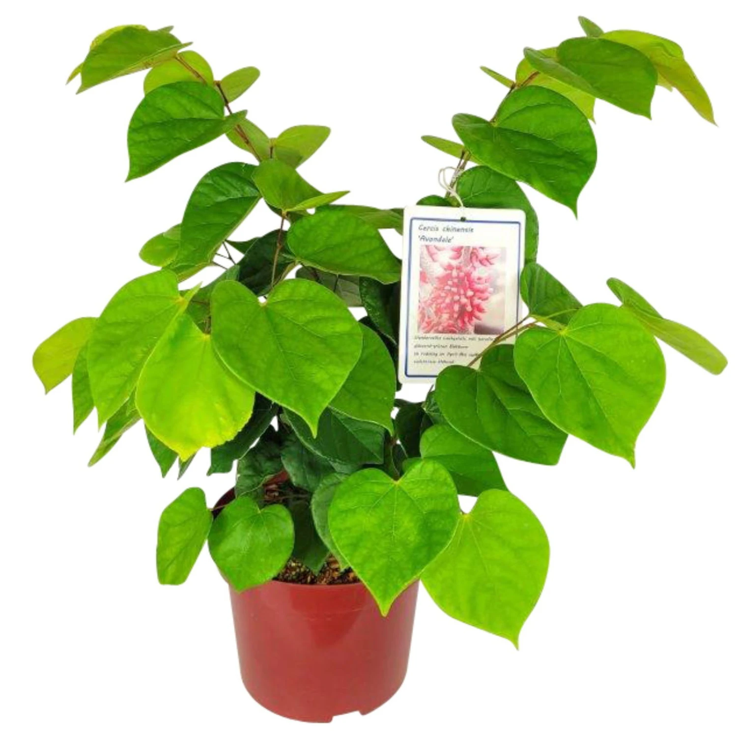 Chinesischer Judasbaum 'Avondale', 2er-Set, Höhe 40-60 Cm, Topf 5 Liter 4 Chinesischer Judasbaum 'Avondale', 2er-Set, Höhe 40-60 Cm, Topf 5 Liter – Bild 2