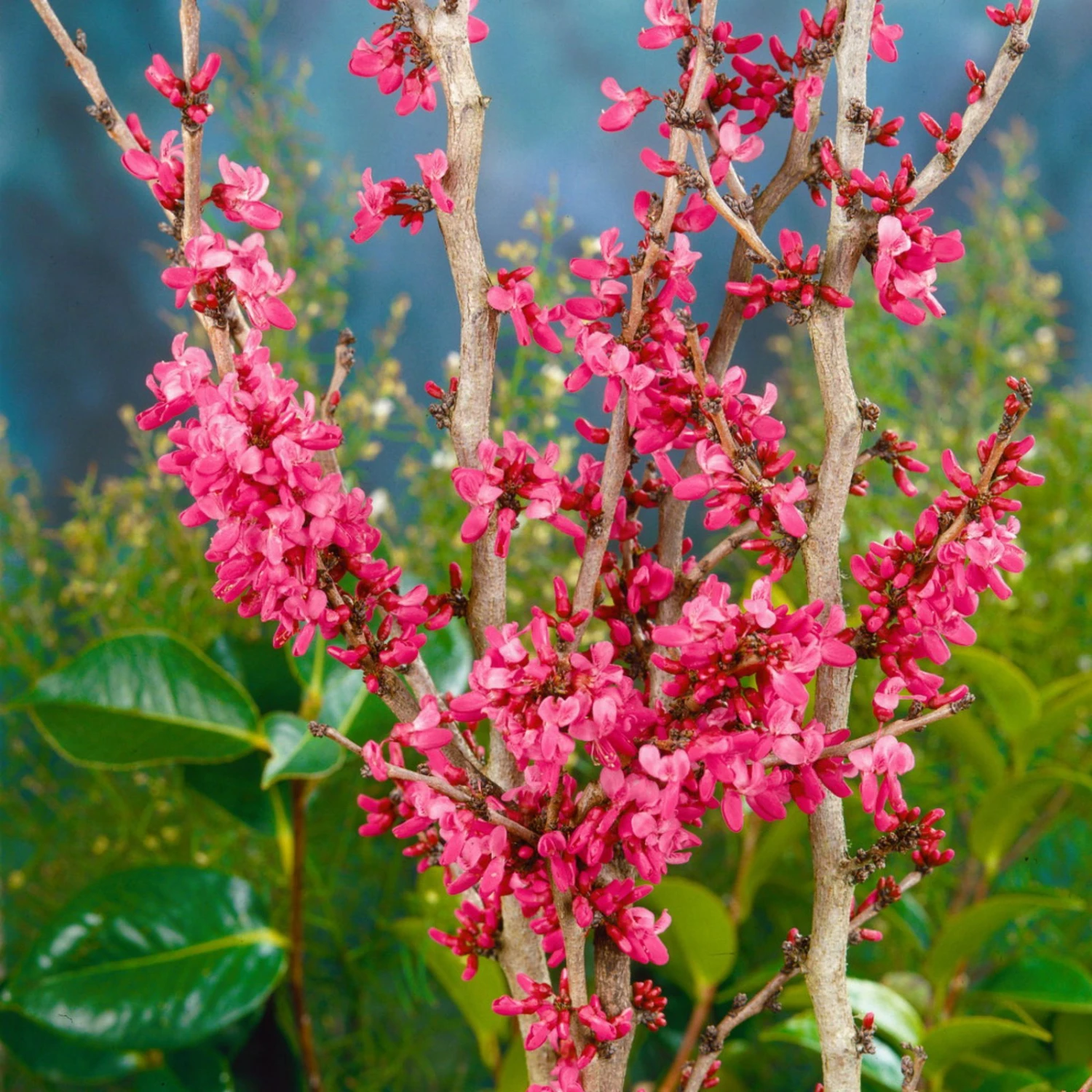 Chinesischer Judasbaum 'Avondale', 2er-Set, Höhe 40-60 Cm, Topf 5 Liter 3 Chinesischer Judasbaum 'Avondale', 2er-Set, Höhe 40-60 Cm, Topf 5 Liter
