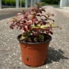 Spiegelbusch Buntlaubig, Topf-Ø 12 Cm, 3er-Set -Der Grillgarten 0410113024 Coprosma Red Ruby 3er Set 12er Topf 2 125423