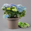 Kölle Gartenhortensie Ball Blau, 4/5 Liter Topf -Der Grillgarten 0415100097 hydrangea mac ball blau 1 125070