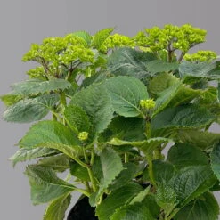 Öfterblühende Gartenhortensie Forever&Ever® Rot, 5 Liter Topf -Der Grillgarten 0415200044 hydrangea forecver ever rot 3 125100