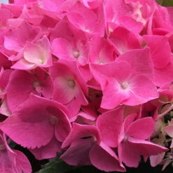 Öfterblühende Gartenhortensie Forever&Ever® Rot, 5 Liter Topf -Der Grillgarten 0415200044 Hydrangea mac ForeverandEver Rot beschnitten 1 59945