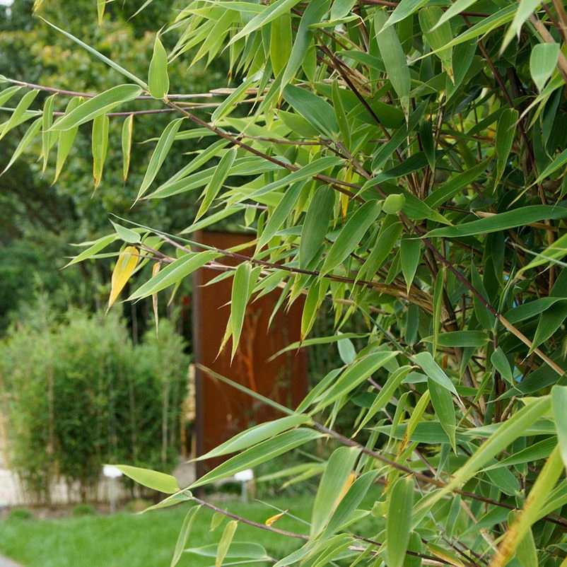 Roter Zebrabambus "Red Zebra"®, 10er-Set, Höhe 80-100 Cm, Topf 15 Liter