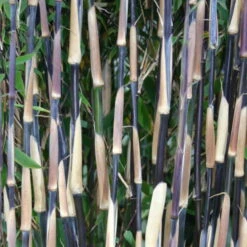 Roter Zebrabambus "Red Zebra"®, 10er-Set, Höhe 80-100 Cm, Topf 15 Liter -Der Grillgarten 0425100175 Bambus Kollektion Red Zebra 2er Set 80 100 Co 15l Web 49942